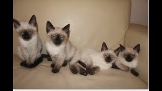 Adorable Siamese Kittens, 9 Weeks Old  / Bucketlist
