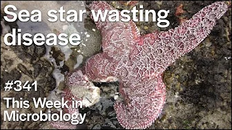 TWiM 341: Sea star wasting disease
