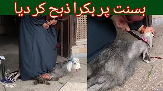 Bakra Zibah Gift For Basant