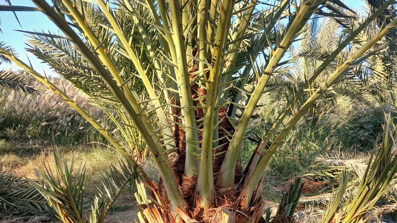 #ارض_زراعيه_للبيع مساحتها 11 فدان ونص وبها 300 نخله سيوي مثمريين للإستفسار م/جابرهلال 01096285845