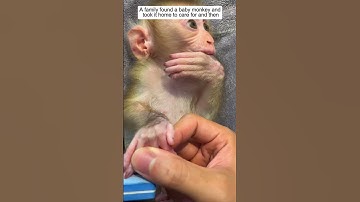 Sebuah keluarga menemukan seekor bayi monyet dan membawanya pulang untuk dirawat dan kemudian #animalshorts