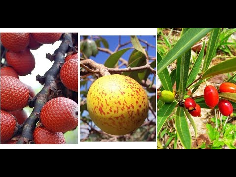 Vídeo: O que é um arbusto de marmelada: aprenda a cultivar um arbusto de marmelada