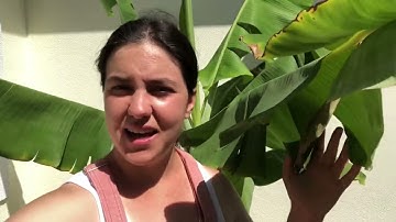 Banana & Plantain Varieties We Grow (Ice Cream, Hawaiian Hua Moa, Dwarf Cavendish + More)