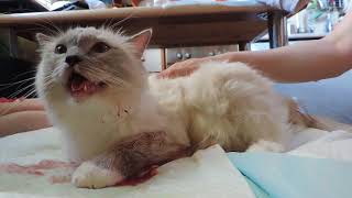 Кошкины роды (Ragdoll Cat) Кошкины роды (Ragdoll Cat)