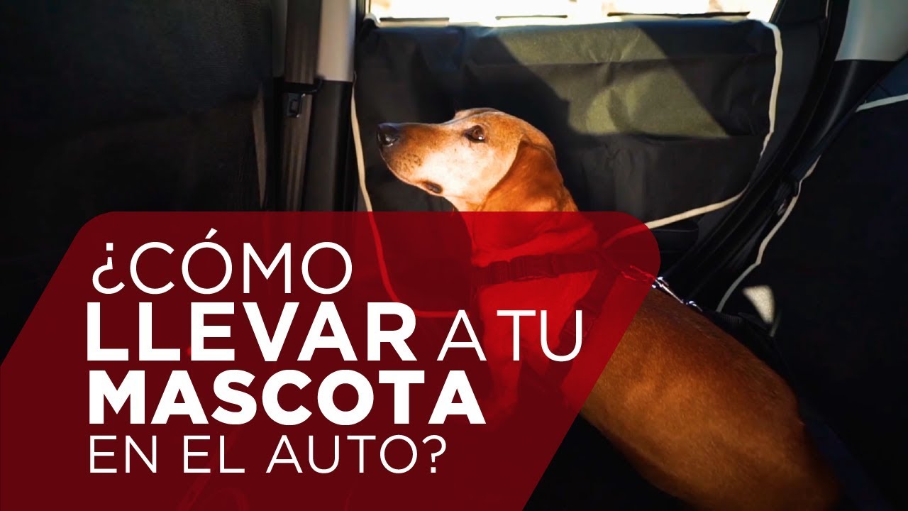 Cómo colocar red para perros en el coche -canalMOTOR