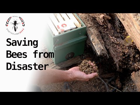 Beehive Rescue from Massive Fallen Tree