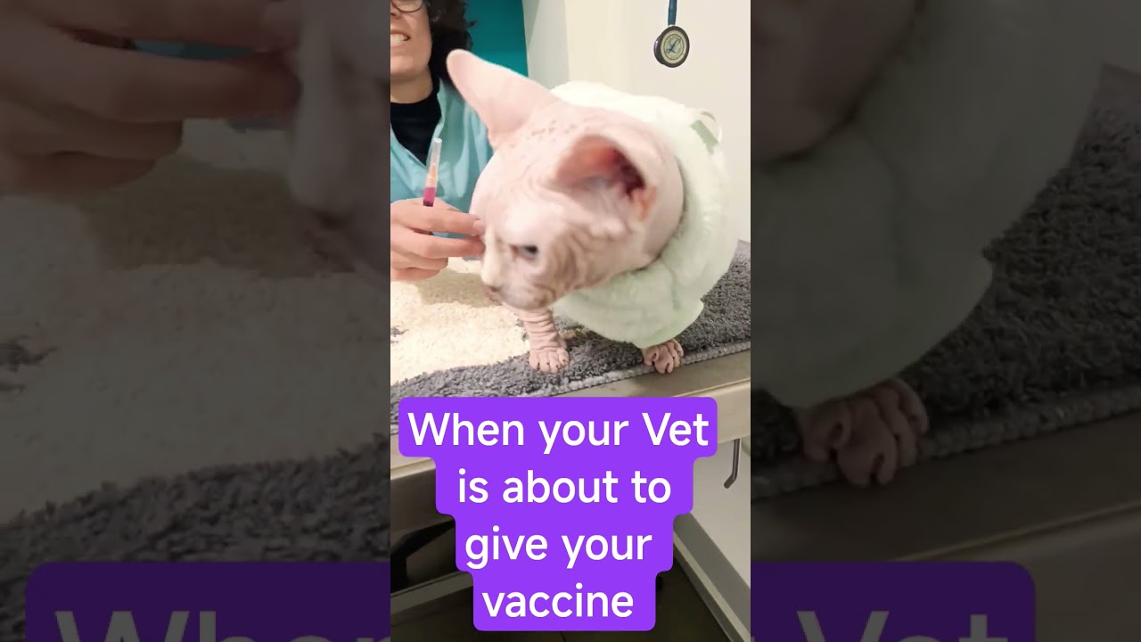 Сохраняй спокойствие, Бэтбэт 