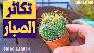 زراعة نبات الصبار من من قطع او صبارات صغيرة بسهولة