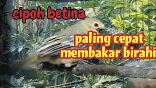 SUARA CIPOH BETINA MEMANGGIL JANTAN PALING CEPAT MEMBAKAR BIRAHI CIPOW JANTAN