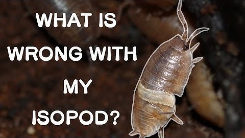 The Most Common Isopod Problems And How To Fix Them