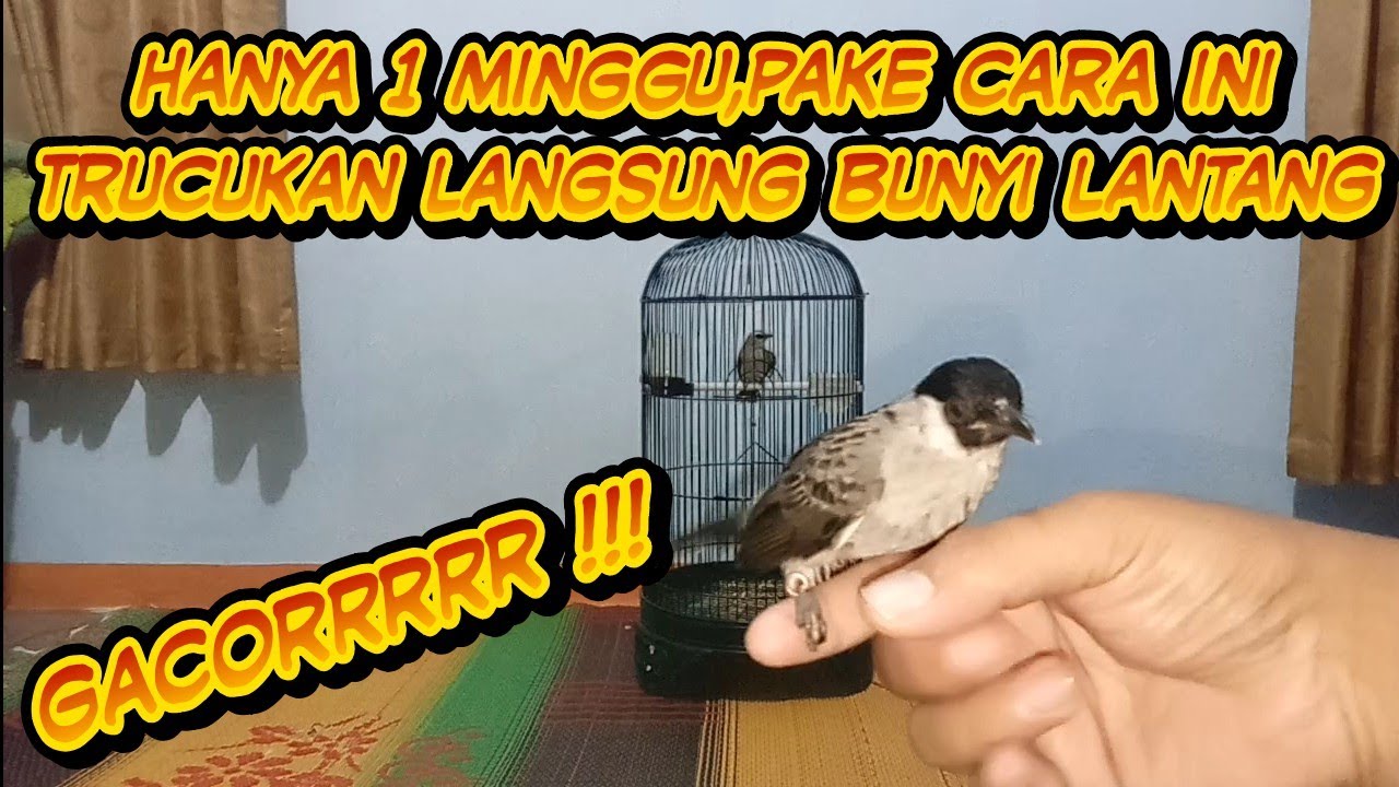#trucukanropel #trucukan Cara supaya Burung Trucukan Cepat Bunyi 