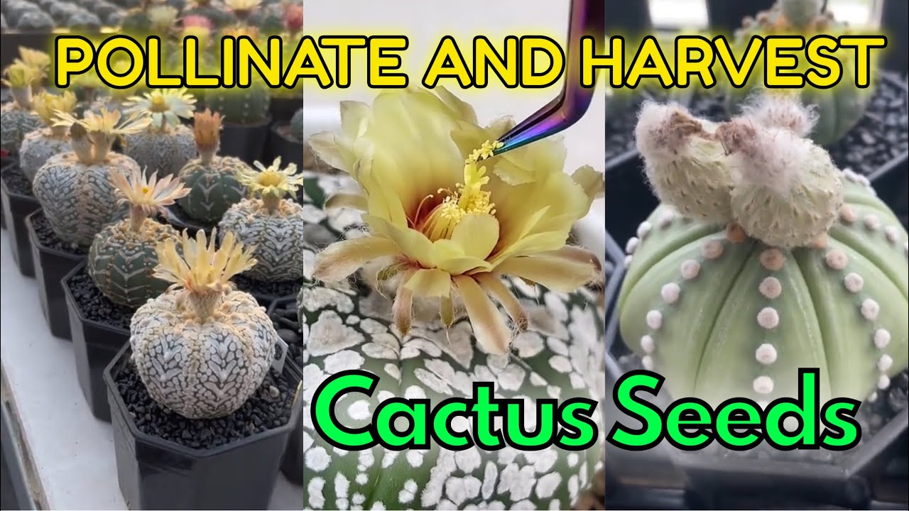 HOW TO POLLINATE & HARVEST CACTUS SEEDS Thụ Phấn & Thu Hoạch Hạt