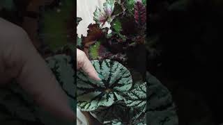 обзор декоративно-лиственных бегоний. Самые классные и красивые сорта.