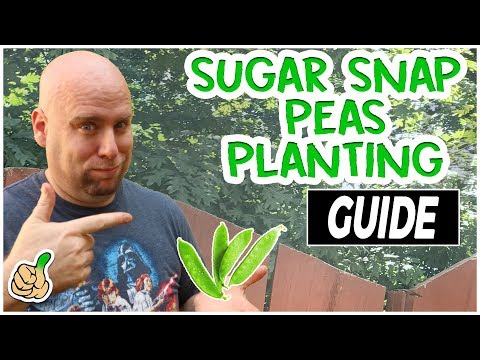 Video: Sugar Daddy Pea Plant: Dyrkning af Sugar Daddy Peas i haven