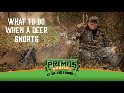 What to do When a Deer Snorts