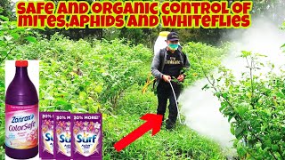 How to Eliminate Mites, Aphids and Whiteflies | Cheap and Effective