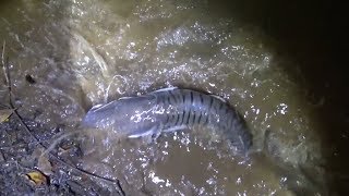 Hoy pescamos varios bagres rayados / Pesca con anzuelo. Hoy pescamos varios bagres rayados / Pesca con anzuelo.