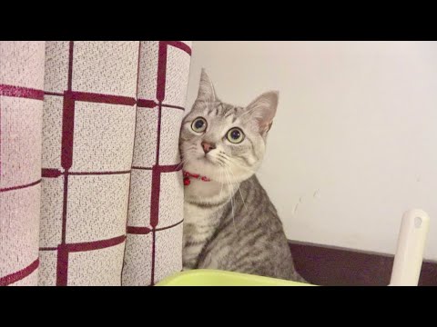 家に別れた兄弟猫が遊びに来たら。。