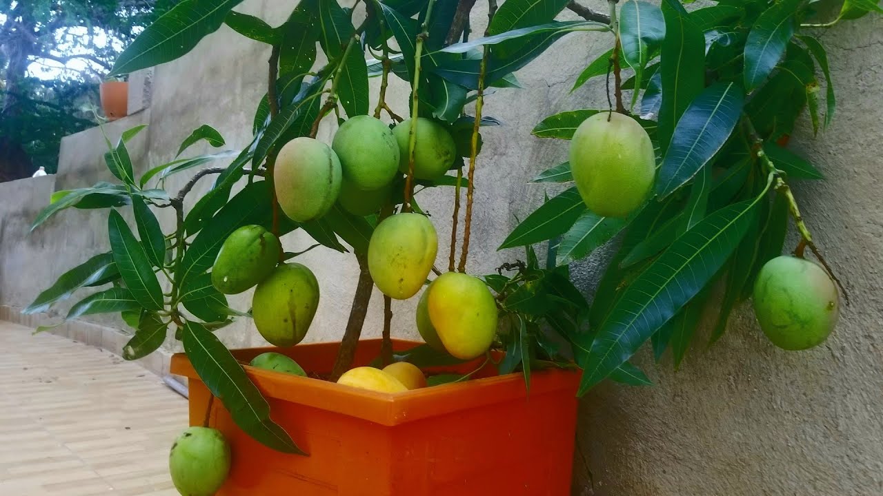 COMO INJERTAR TRES CLASE DE MANGO EN UNA MISMA PLANTA, Diferentes tipos de injertos.
