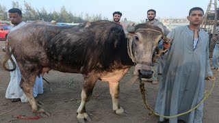 خسارة رهيبة في اسعار الجاموس الوالد واللبن من سوق قويسنا العمومي? خلف كل التوقعات