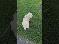 Tito Got Cool Haircut #funny #dog #funnydogshorts #funnydogvideos #dogshorts #dogs #dogsofyoutube