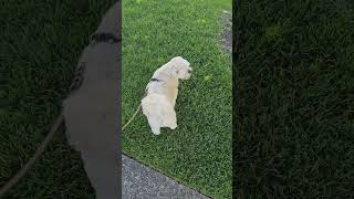 Tito Got Cool Haircut #funny #dog #funnydogshorts #funnydogvideos #dogshorts #dogs #dogsofyoutube