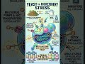 How Resilient Yeasts Survive Biorefinery Toxins #Biotechnology,#Fermentation #microbiology