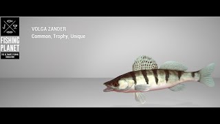 Fishing Planet - Akhtuba River - Trophy - Volga Zander - Feeder