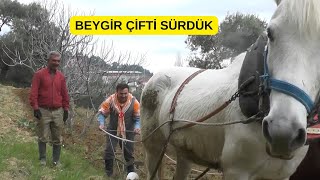 Beygi̇r Çi̇fti̇ Yapalim Dedi̇k