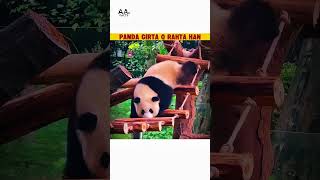 Panda Q Girta Rahta Han? 🐼😂#facts #shorts