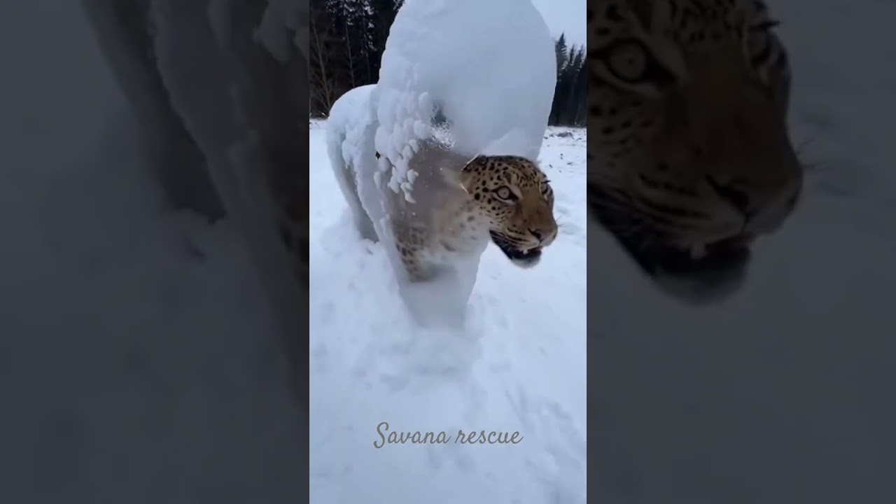 leopard rescue from frozen ice  