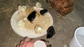 Gurk Tavuk 21. Gün Civciv Çıkımı - Hen Harvesting 🐣 Mother Hen and Chicks