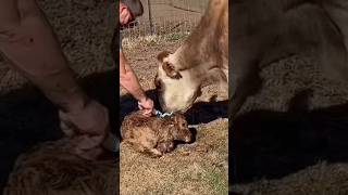 How To EASILY Give Your Cow Supplements #goodtoknow #vet #medicine #educational #funfacts #lifehacks