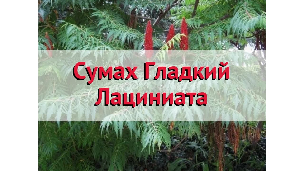 Сумах гладкий Лациниата 🌿 Обзор: посадка и уход. саженцы сумаха Лациниата: описание и особенности