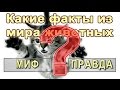 Какие факты из мира животных правда. Проверь свой интеллект. Вопросы на интеллект