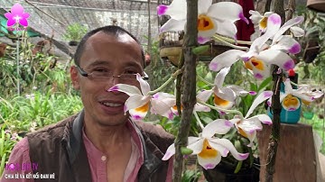 TOP 3 Loại Lan Khó Thuần Nhưng Ai Cũng Muốn Chinh Phục, Sở Hữu [HOALANTV]