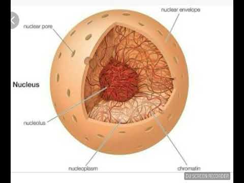 اسهل طریقة لشرح النواة Structure & Function of  Nucleus. A Level Biology .