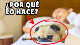 ¿Por qué tu perro DUERME CONTIGO? ➡️ 7 RAZONES que te encantarán by Zona Perros 4,564 views 4 weeks ago 8 minutes, 22 seconds