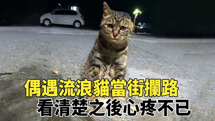 被人類虐待，失去雙腿和耳朵的流浪貓，依然選擇信任人類，拼盡全力和她示好 - 天天要聞