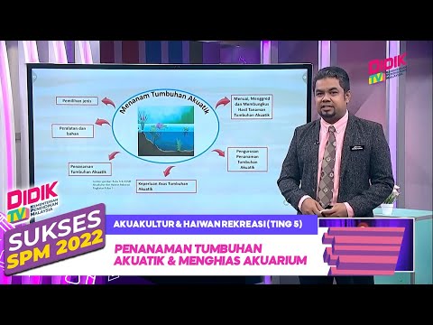 Video: Cara menanam tumbuhan dalam akuarium: ciri dan rawatan tumbuhan, teknologi penanaman, penjagaan, cadangan daripada pakar