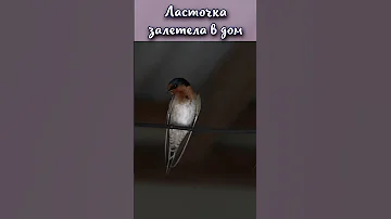 Что будет если ласточка залетела в дом? #shorts