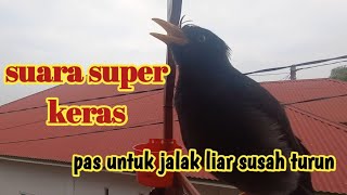 suara pikat JALAK KEBO GACOR...suara keras ampuh untuk pikat jalak yg susah turun