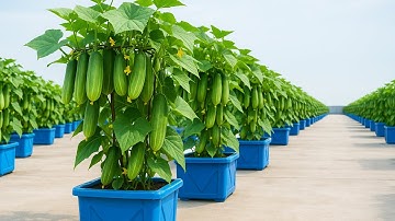 Kweek komkommers in plastic blikken - Geen tuin nodig om van je balkon een boerderij te maken