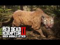 When Animals Attack In Red Dead Redemption 2 (RDR2 Funny Moments)