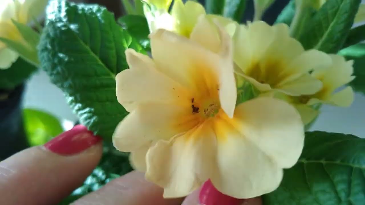 Çuha Çiçeği Bakımı En Özel Bilgiler Sizin İçin (Primula)