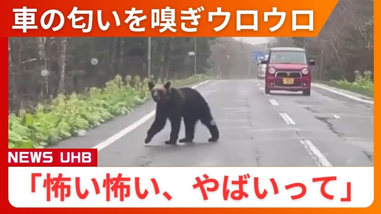 ヒグマ速報】「わ！怖い怖い、やばいって」車の匂いを嗅ぎウロウロ