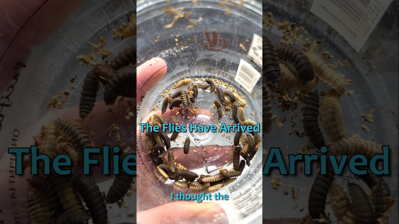 Can these flies reshape the food web in miniBIOTA?