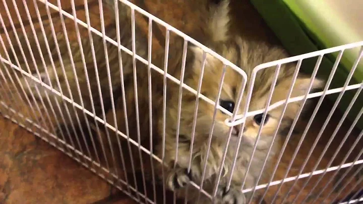 Watch the video about Four Adorable Golden Persian Kittens Playing at Daphne's Dolls Cattery