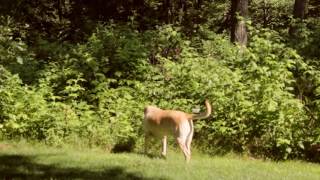 Mole Hunting Labrador