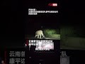 民警夜巡遇独象 默契“倒车”两相让